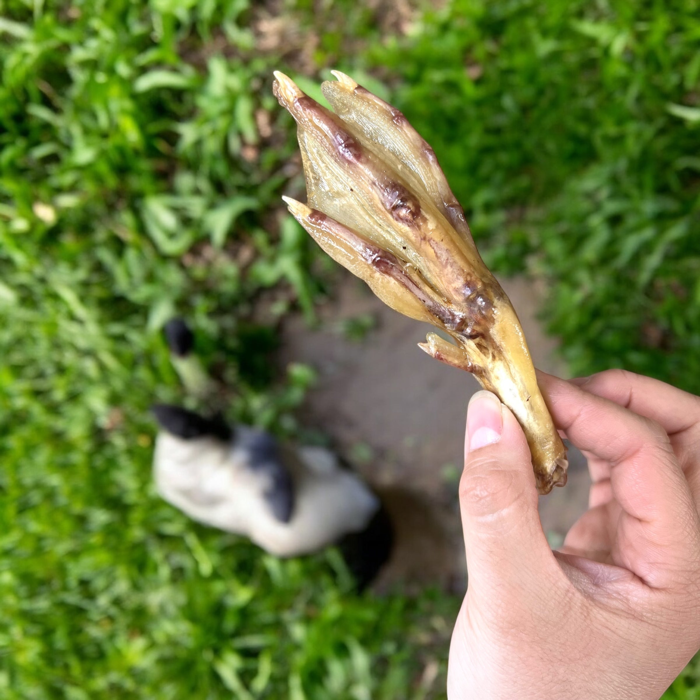 Air Dried Duck Feet